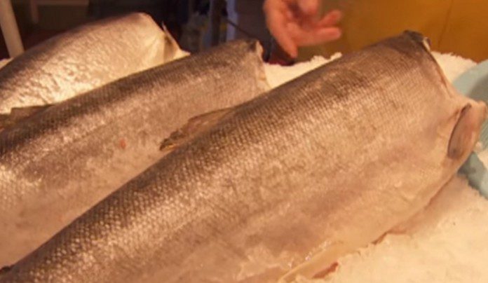Pros and Cons of Genetically Modified Salmon Pros and Cons of Genetically Modified Salmon